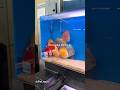 My Pet Fish is Full of Drama!#funny #fish #funnyanimal #animals #funnypet #pets #funnyvideo