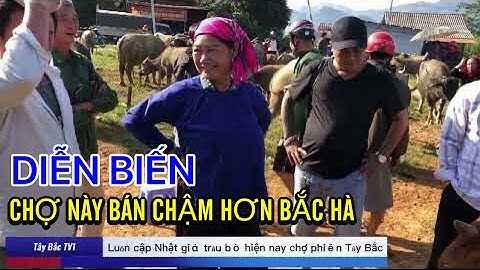 CẬP NHẬT TÌNH GIÁ TRÂU HIỆN NAY CHỢ PHIÊN TÂY BẮC - CỐC LY NGÀY THÁNG GIÁP TẾT 2023