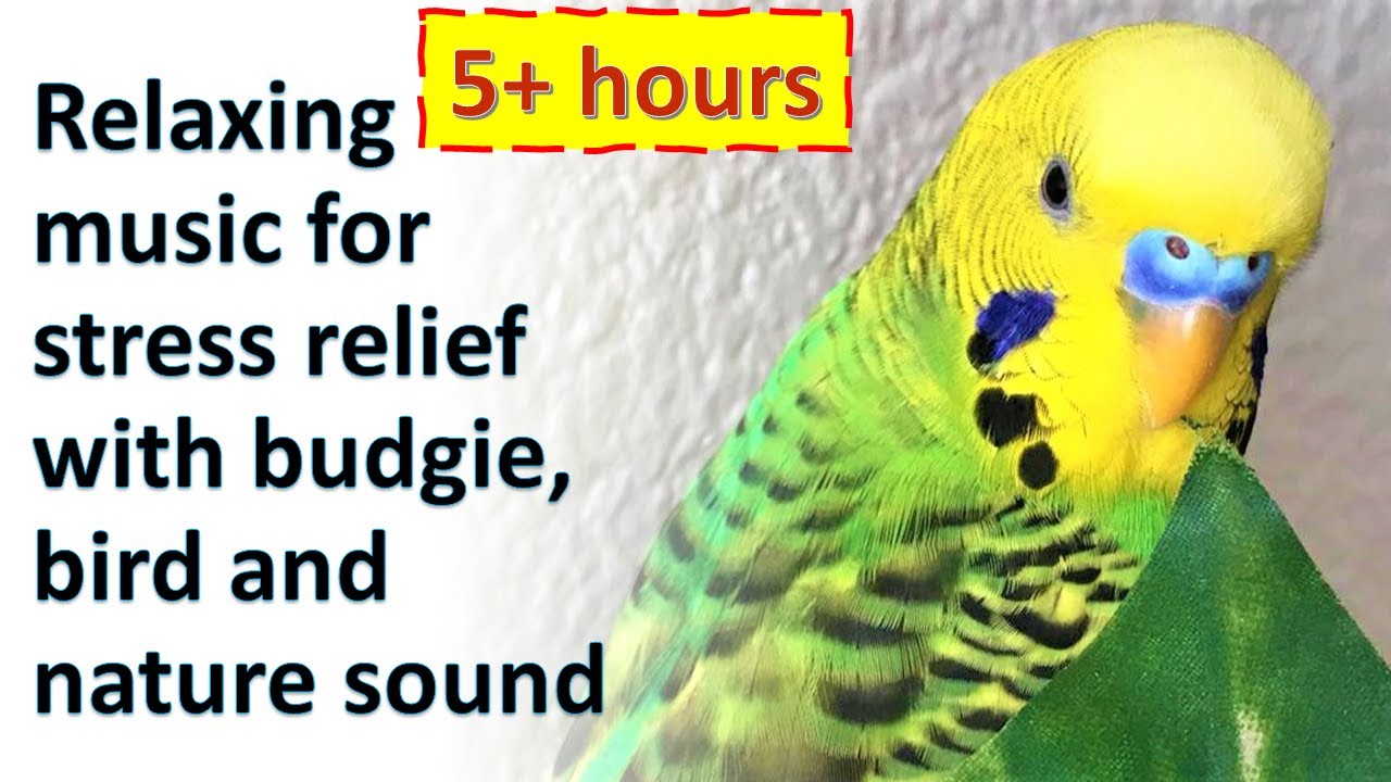 5 hours relaxing music for stress relief Budgies bird's song