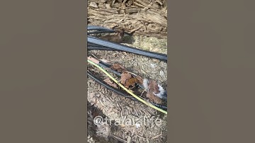 mouse nest female #mice #matingseason