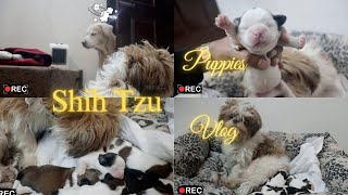 Shih Tzu Babies | New Born puppies | Vlog