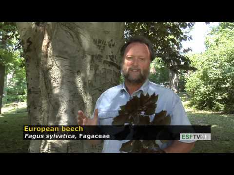 Video: Europæisk Bøg (24 Fotos): Hvad Er Rødbladet Bøg? Beskrivelse Af Rød Bøg, Brugen Af grædende Træ