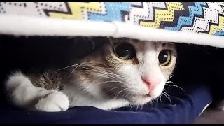 When you try to make an iglu from a kitty bed 😍, Penny's enjoying it.