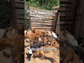 PayPal link in bio to donate 🥗🥙🐶🍱🙏