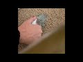 Removal of Thinking Putty from Carpet