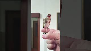 Goldfinch tamed better than a Parrot