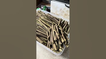 How to Grow Fruit Trees from Cuttings: EASY Step-by-Step Guide (Sand Propagation Method)