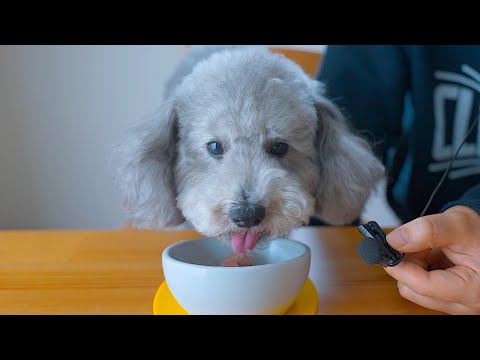 今朝のご飯は納豆かけご飯です。【犬のASMR】