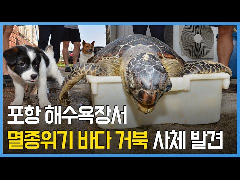 멸종위기종 푸른바다 거북 사체, 포항서 발견