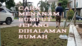 cara menanam rumput jepang dihalaman