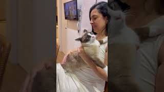 Cozy Cat Enjoys Owner's Gentle Pats