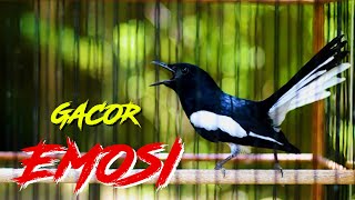 KACER GACOR DONGKRAK EMOSI, PANCINGAN KACER DIAM LANGSUNG ON