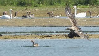 White-tailed Eagle hunts Greylag Goose No.5