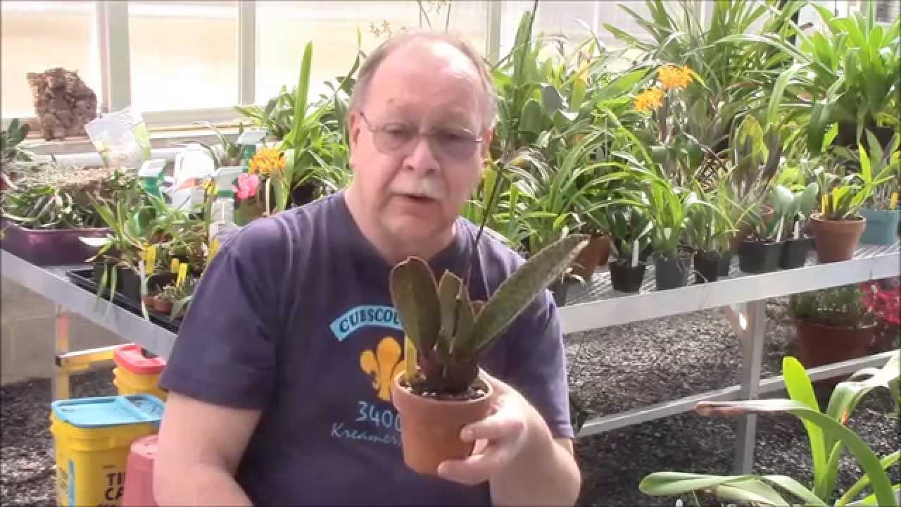 Oncidium Intergeneric Alliance