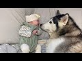 Husky &amp; Baby Fell In Love From Day One!😭. [OUR CUTEST CLIPS!!]