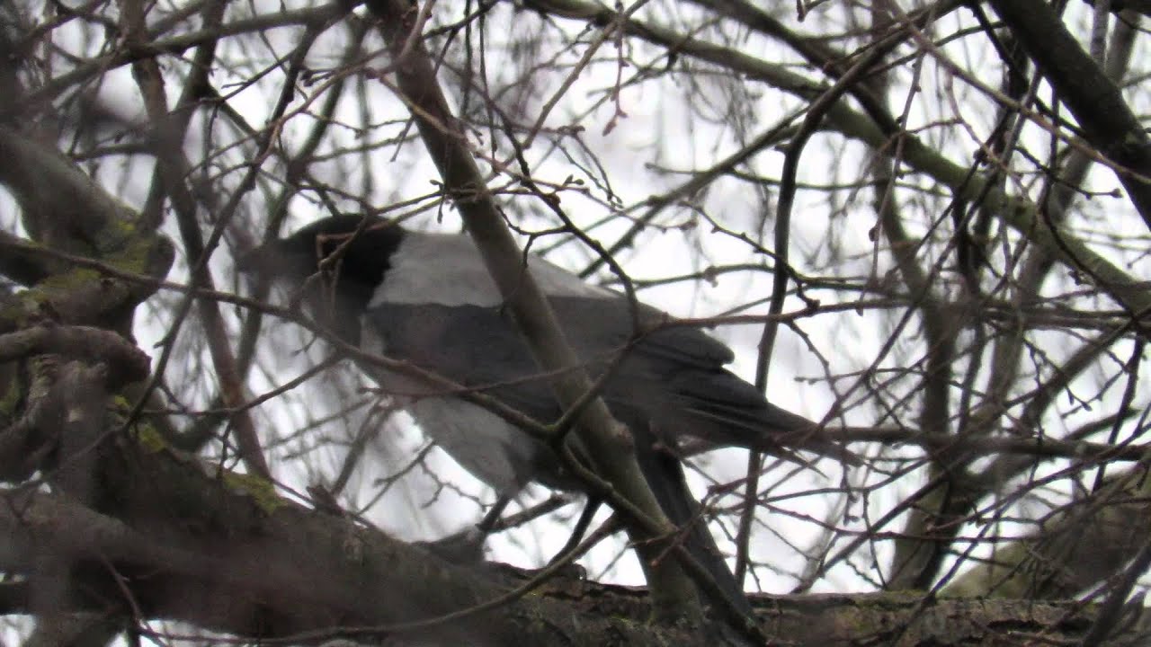 Canon PowerShot SX60 HS zoom test video Riga Latvia