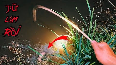 Cắm Câu Trong Ruộng Lúa￼ Khu Nầy Còn Rất nhiều Cá Lóc