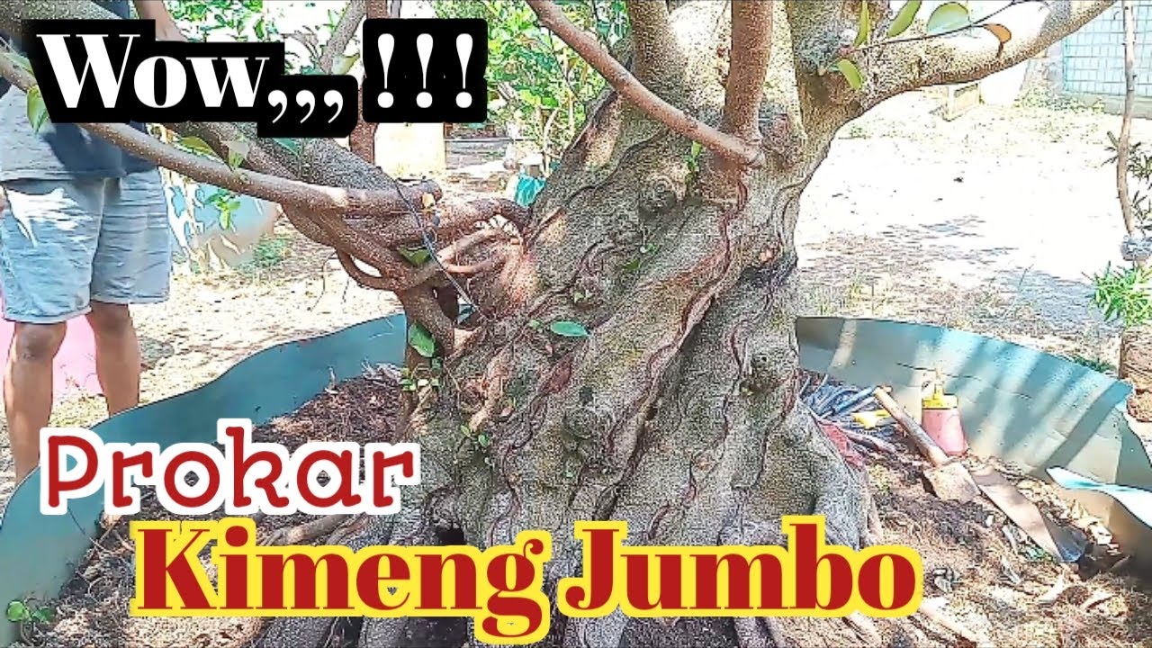 Program Akar Bonsai Beringin Kimeng Jumbo 