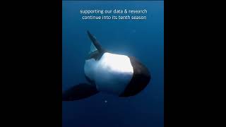 Bremer Bay Killer Whale Orca Tours in Western Australia