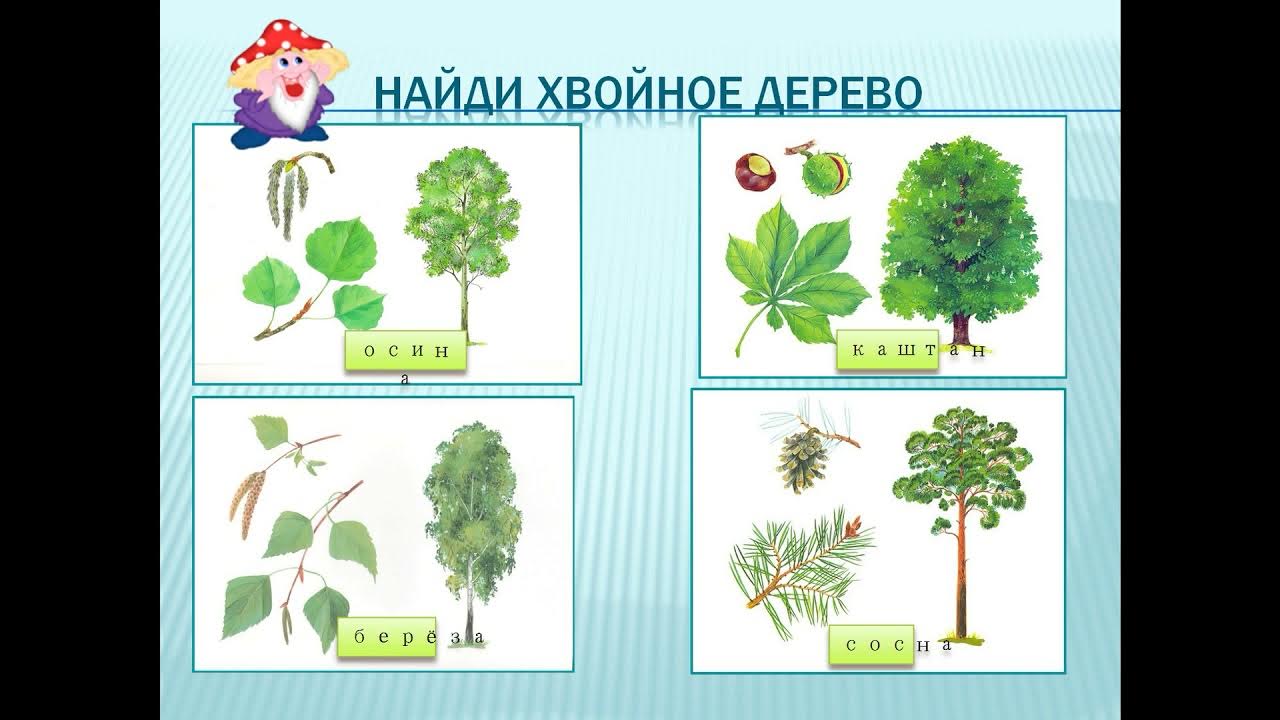 Презентации старшая группа окружающий мир. Лиственные деревья для детей дошкольного. Лиственные деревья для дошкольников. Деревья лиственные и хвойные для детей. Лиственные и хвойные деревья для дошкольников.