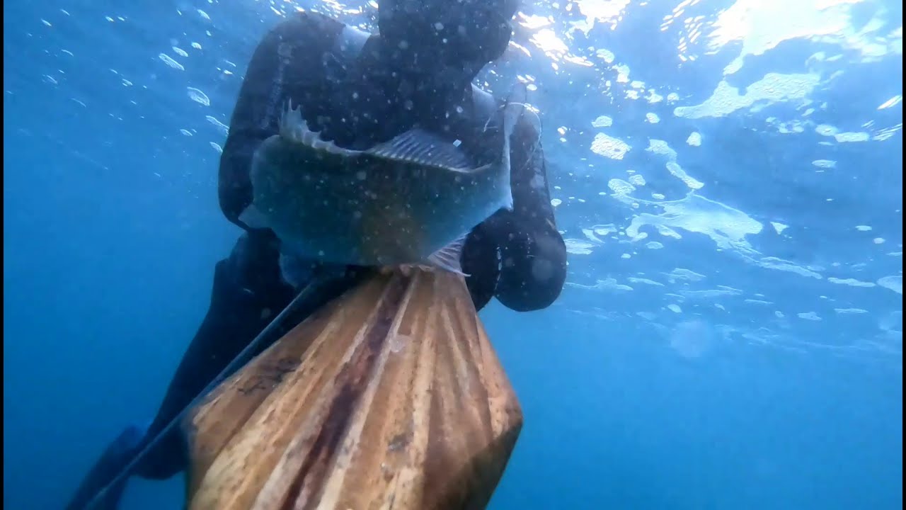 Amberjak (Gofa)- Seabass (Levrek)-karaxh...