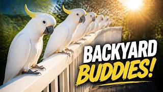 The Secret Life of Australian Backyard Birds (You Have To See This!)