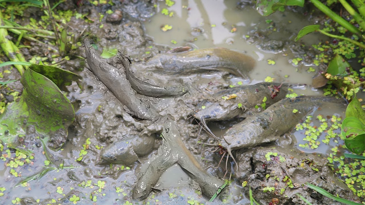 Amazing Hand Fishing | Boy Catching Catfish by Hand from Deep Hole | Fishing by Hand