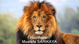 Aslan Sesi̇ Kükremesi̇ - Özel Eği̇ti̇m Ve Okul Öncesi̇ Ses Takli̇tleri̇