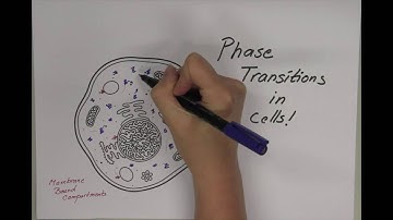 Phase Transitions in Cells