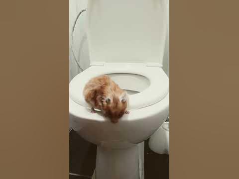 хамяк - YouTube