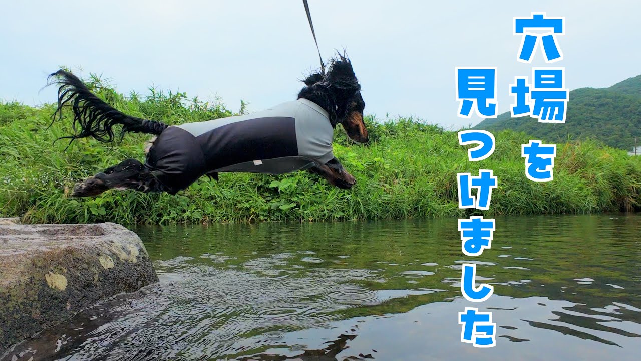 短足犬にちょうどいい川遊びスポットを見つけました　