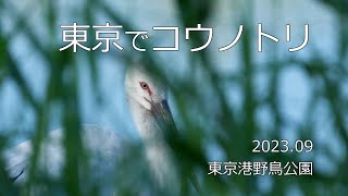 コウノトリ　東京に飛来　2023.09　東京港野鳥公園