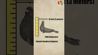 Exploring The Size And Strength Of The Southern Elephant Seal | #learn