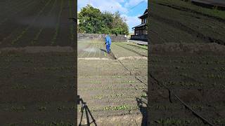 かずさん日記9 ほうれん草の防除は初期が大事