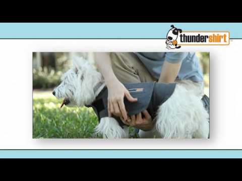 thundershirt-gray-dog-anxiety-treatment-shirt-at-bed-bath-&-beyond