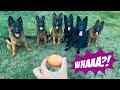 Egg Challenge With My Dogs