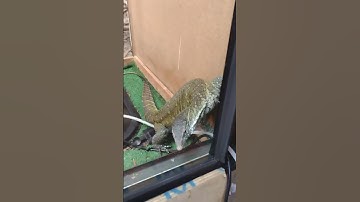 NILE monitor handling tips and tricks.‼️💯