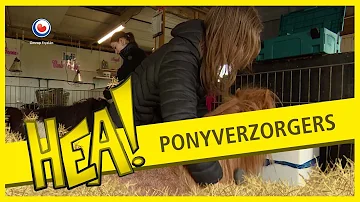 Ponyverzorgers | HEA!