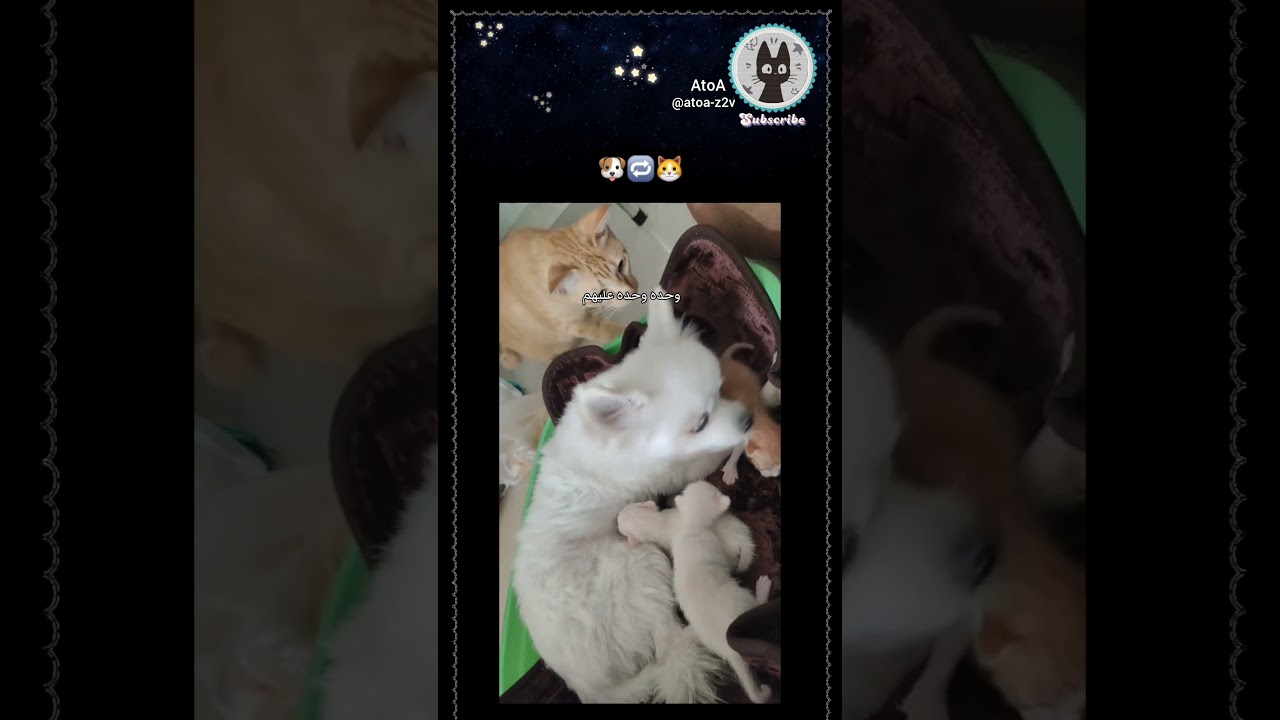 تبادلوا الأدوار 🐶🔁🐱😂