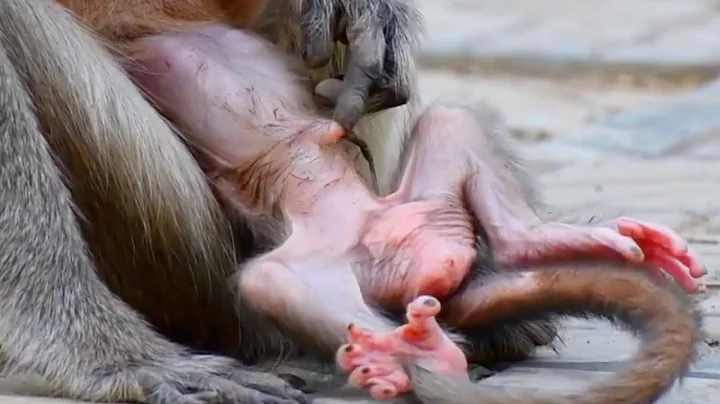 1-Hour,  Sweet Moments Between Mommy and Newborn Baby Monkey