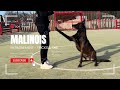 Malinois Obéissance et Tricks - Malinois 4ans - Education canine - Tactique K-nine