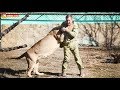 Вот это встреча! Челябинская Лола завалила Олега Алексеевича. 😂 Тайган. Lioness knocked down owner.