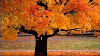 Download lagu I know Who holds tomorrow (with lyrics) - Alison Krauss