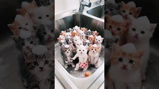 Dancing Cat Steals the Show! | Funniest Cat Dance Ever🐾#funny #shorts #funnyshorts #catdance #viral