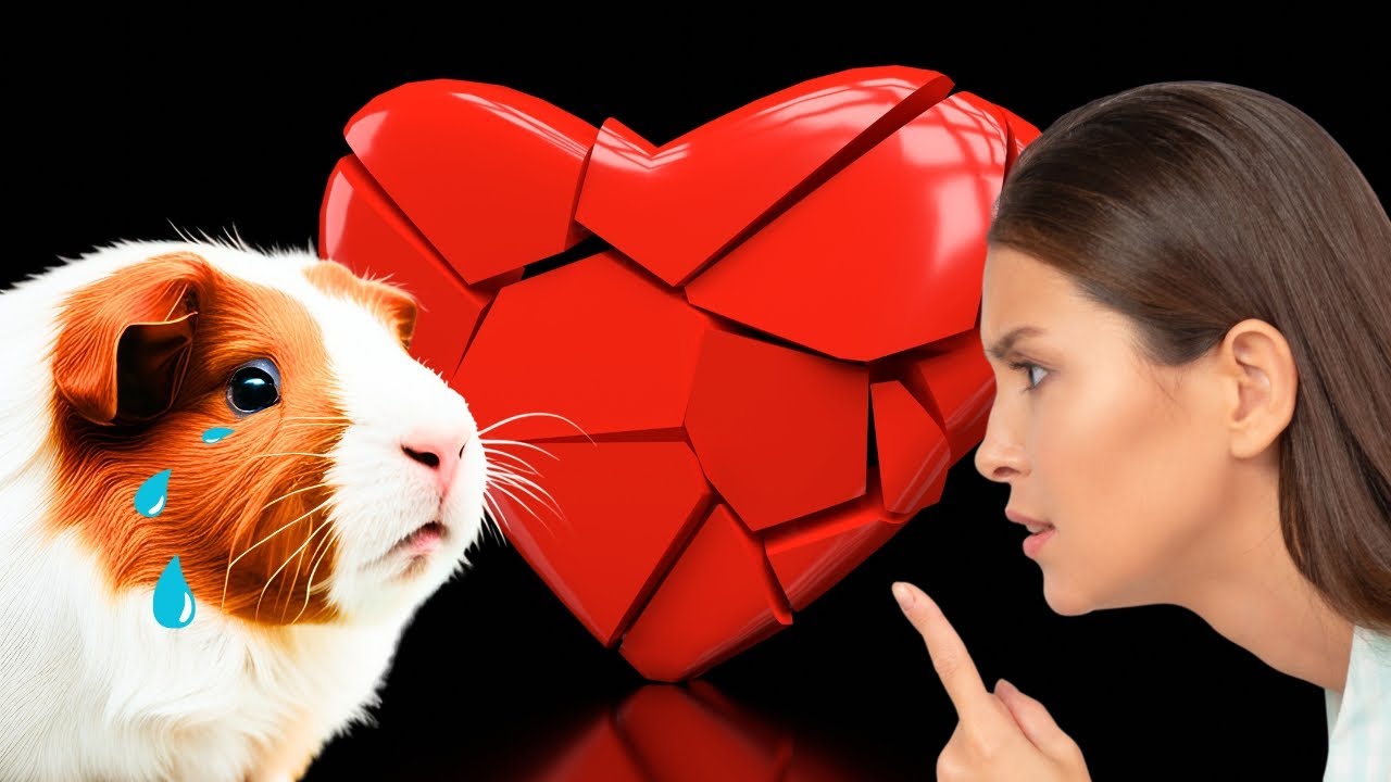 Are You Unintentionally Harming Your Guinea Pig?