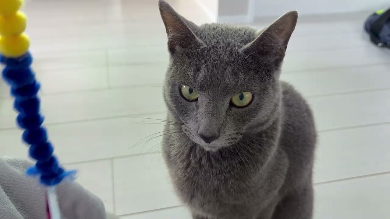 【乗り気じゃない？】気分屋ねこ！