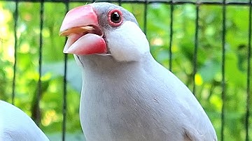 Java sparrows singing sound: java sparrows sing song with long voice and long time. Sound is clear.