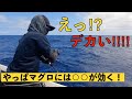 【キハダマグロ】ドラグが止まらない…キハダジギングは意外と簡単！【小笠原 父島 ぎょうてん丸】Yellowfin Tuna Jigging