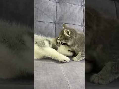Wenn Husky &