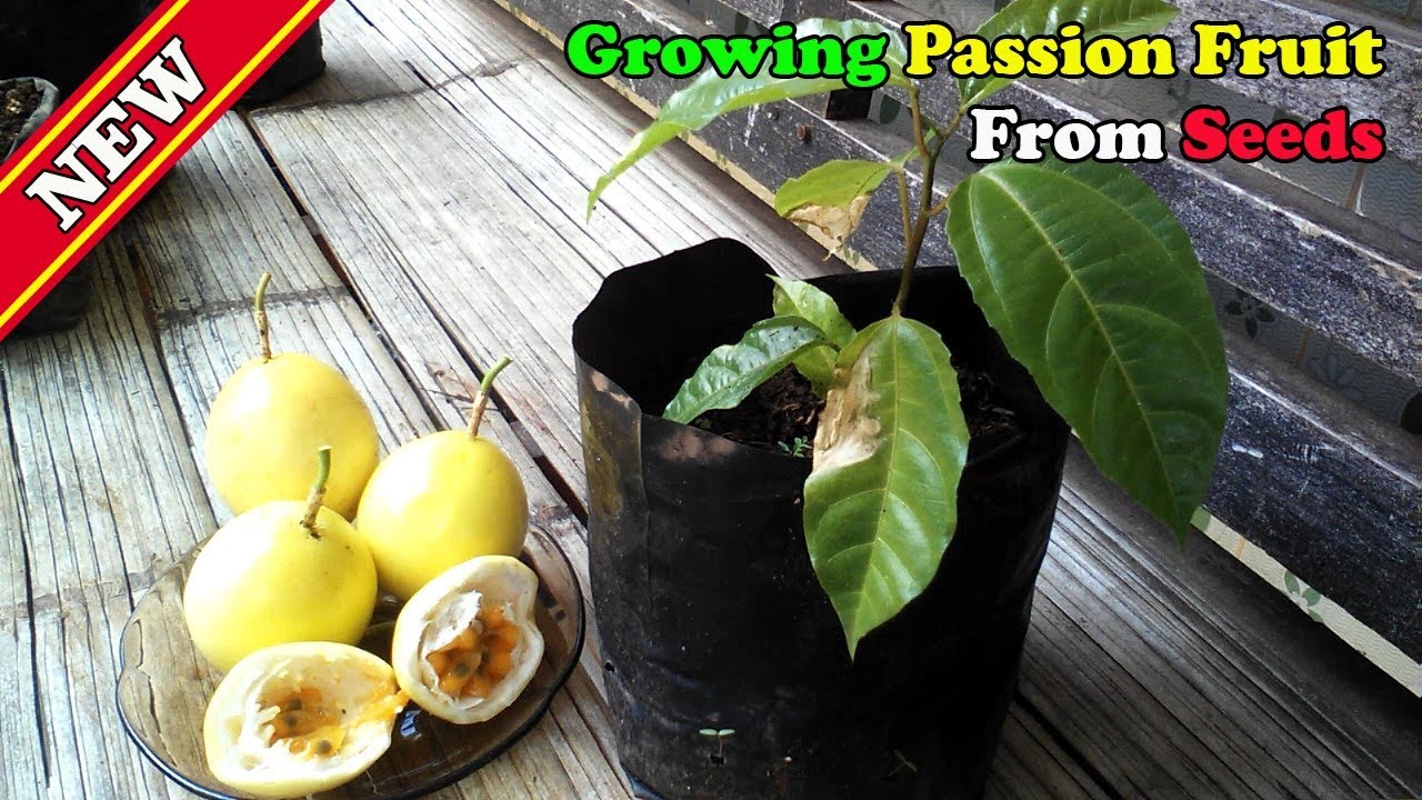 How To Growing Passion Fruit From Seeds by Grafting Examples YouTube